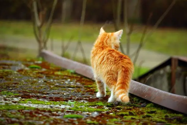 En orangefärgad kattunge, cirka 12 veckor gammal, tittar sig över axeln medan den går på en mossig yta.