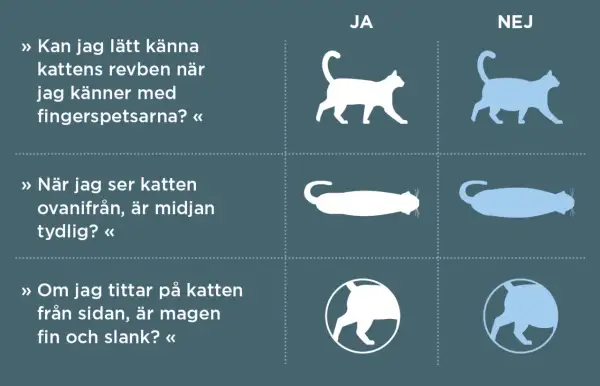 Bedöm din katts vikt för att välja bästa torrfoder steriliserad katt. Bilden visar hur man känner revben, ser midjan och magen.