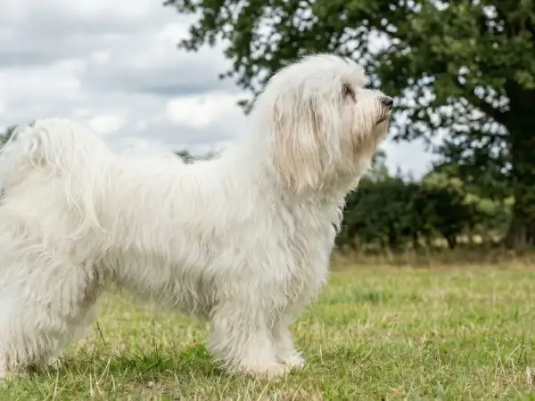 En ståtlig bichon havanais vuxen står i en grönskande äng, med en stor ek i bakgrunden.