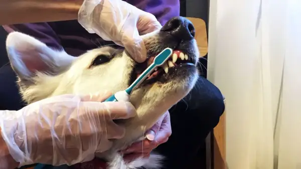 En person med handskar borstar tänderna på en vit hund. För att undvika karies hos hunden är det viktigt med regelbunden tandvård.