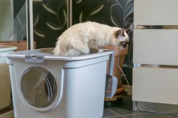 Sorglig kattunge med diarré sitter på lådan, hoppas den mår bättre snart.