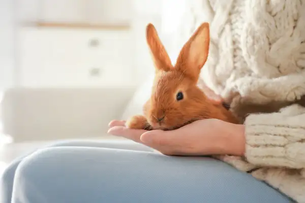 En person håller en söt, orange kanin i handen. Bilden visar hur man tar hand om en kanin genom varsamhet och kärlek.