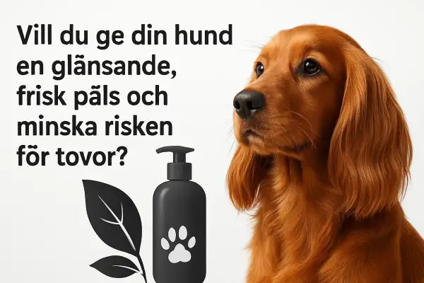 En söt hund med glänsande päls. Bilden visar en flaska med hundschampo och en text som frågar om du vill reda ut tovor hos din hund.