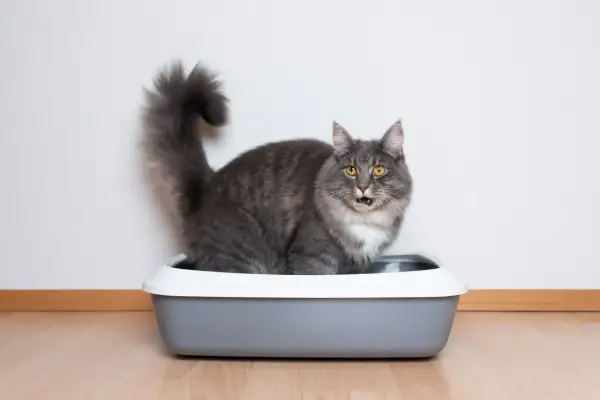 Grå katt med fluffig svans sitter i en kattlåda utan tak och tittar förvånat mot kameran.