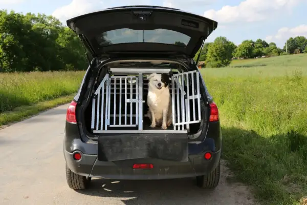 En glad hund sitter i en Artfex hundbur storleksguide i bagageutrymmet på en bil, redo för äventyr i det gröna landskapet.