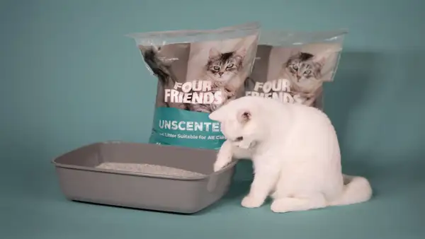 En vit katt undersöker en låda med kattsand som inte luktar. Två påsar med "Four Friends Unscented" syns i bakgrunden.