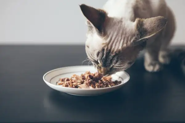 En katt njuter av sin bäst kattmat från en tallrik.