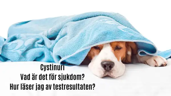 Sjuk hund med cystinuri, en typ av urinsten. Vad är det för sjukdom och hur läser jag av testresultaten?
