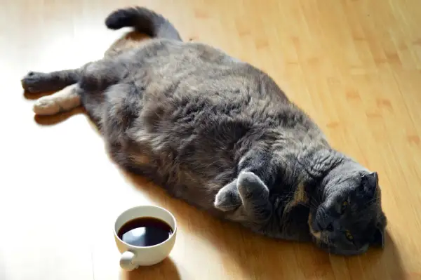 En stor grå katt ligger utsträckt på golvet bredvid en kaffekopp. Kanske undrar den hur bantar man en katt?