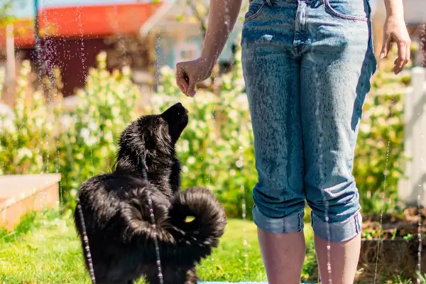 En svart hund hoppar efter vattenstrålar i en trädgård. Det är en varm dag och hunden svettas, men njuter av att leka.